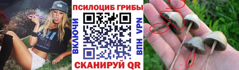 Псилоцибиновые грибы Cubensis  купить наркотик  hydra как войти  Жуков 